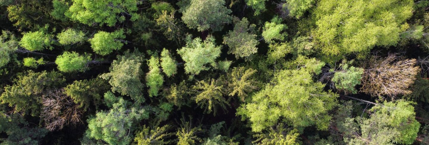 overhead view of trees in a forest