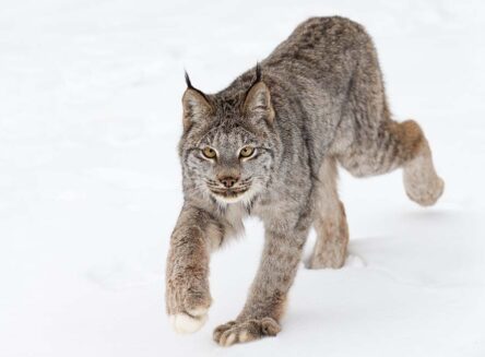 canadian lynx walking through snow and looking at the camera